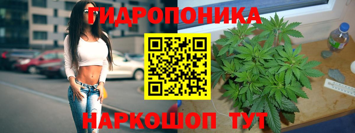 Конопля гибрид Волжский